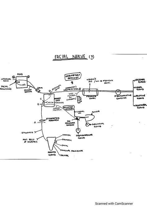 Facial nerve 2 - Anatomy - Studocu
