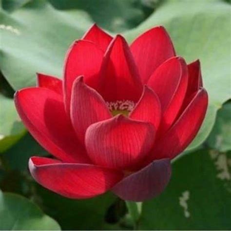 Lotus Flower Seeds Pond Plants Lotus Seeds Rose Red Nelumbo Nucifera 10 ...