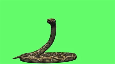 Image result for python green screen