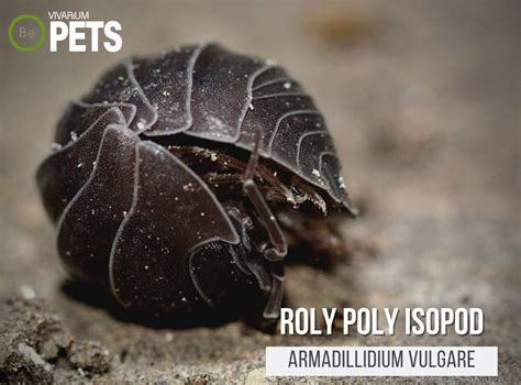 Do Roly Poly Bugs Eat Plants at Nate Hocking blog