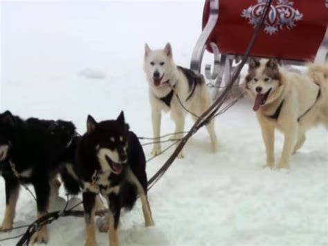 The Last Trapper (2004)