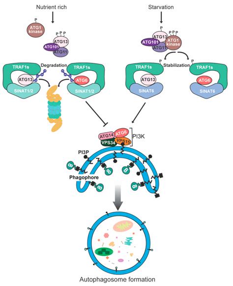 Degradation Mechanism of Autophagy-Related Proteins and Research Progress