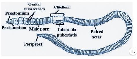 Due to the presence of clitellum earthworm body is divided into three ...