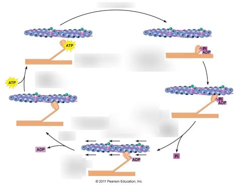 Image result for Cross Bridge Cycle Explained