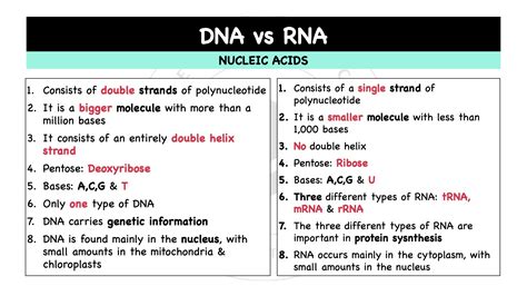 Nucleic Acids – DNA vs RNA – The Theoretical Doctor