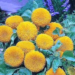 Sun Gold Sunflower Helianthus Annuus Teddy Bear Flower Seeds : Amazon ...