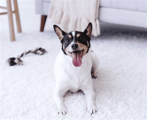 Is Rover Worth It? A Guide to Making Money with Rover