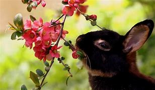 Image result for Spring Bunny's Picds
