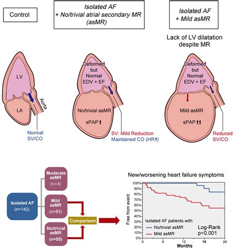 Potential Effects of Mild Atrial Secondary Mitral Regurgitation in Patients With Isolated Atrial ...