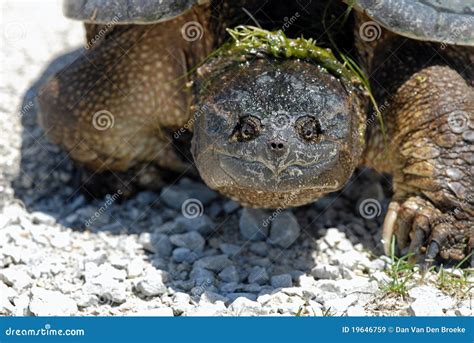 Common Snapping Turtle 的图像结果