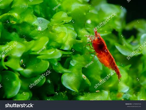 Cherry Shrimp Pregnant