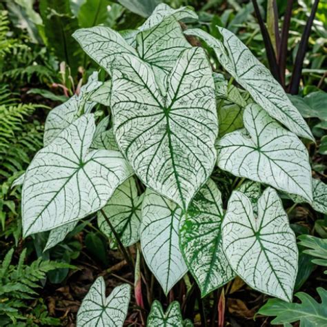Caladium Candidum Leaf Imported Bulb