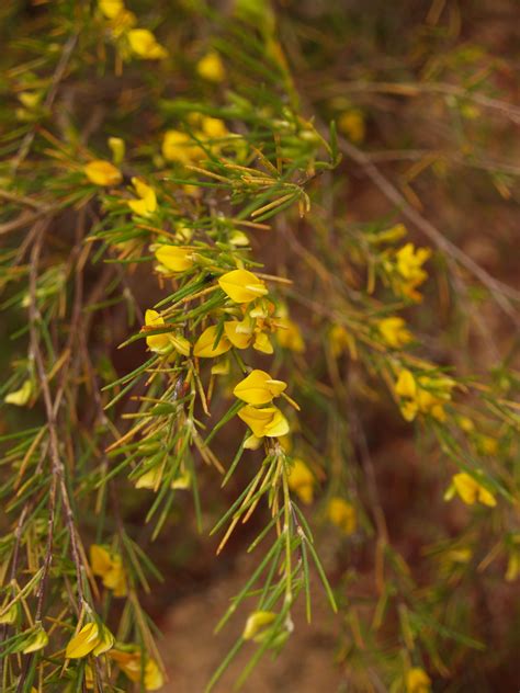 Rooibos Plant for Your Tea Garden