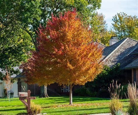 Best trees for sandy soil - tree experts recommend 10 varieties | Homes ...