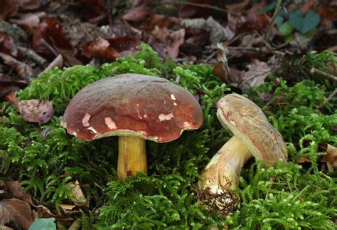 Genus Xerocomellus