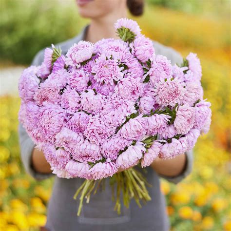 Aster Seeds (Peony Duchess) - Coral Rose | Flower Seeds in Packets ...