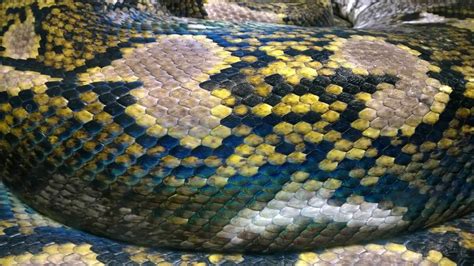 Image result for Reticulated Python Poop