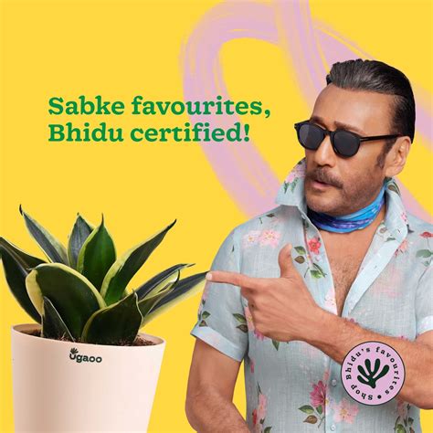 Buy Premium Golden Hahnii Snake Plant Online in India | Ugaoo