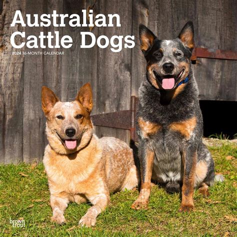 Australian Cattle Dogs 2024 Square : Amazon.in: Books