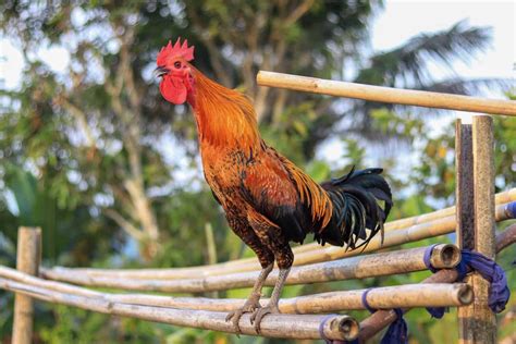 Can Chickens Fly? An Ultimate Guide to Chicken Flight
