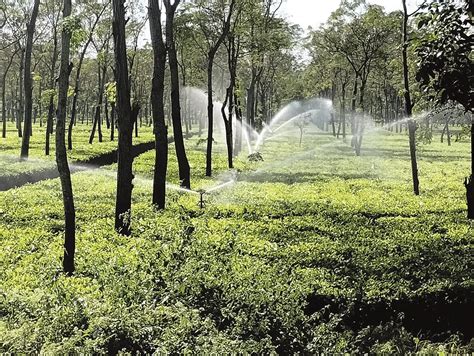 Tea industry in North Bengal prays for rain