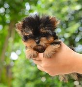 Image result for Cute Teacup Puppies 150X150