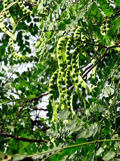 Adenanthera pavonina, Manchadai, Circassian tree, Red bead tree ...