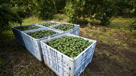 2023 Peruvian Avocado Exports: New Dynamics and Benchmarks | Produce Report