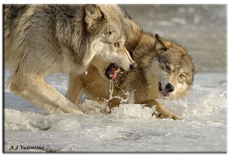 Wolves Fighting 的图像结果