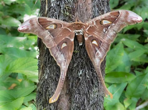 20 Moth Species More Beautiful Than Butterflies