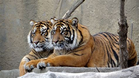 National Zoo Awareness Day: 50+ Awareness Quotes And Messages To ...