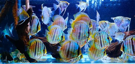 Image result for Discus Tropical Fish