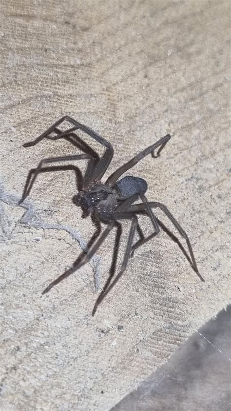 Type of spider? Texas, may, size of quarter : r/spiders