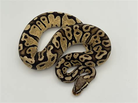 Python regius 'Ball Python' Pastel-PythonregiusPastel