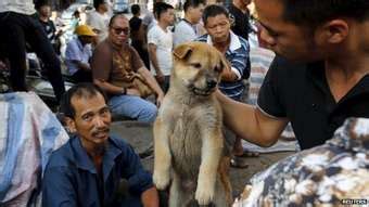 Image result for Dogs Getting Slaughtered