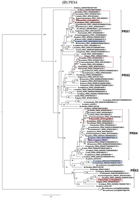 Active Expression of Genes for Protein Modification Enzymes in Habu ...
