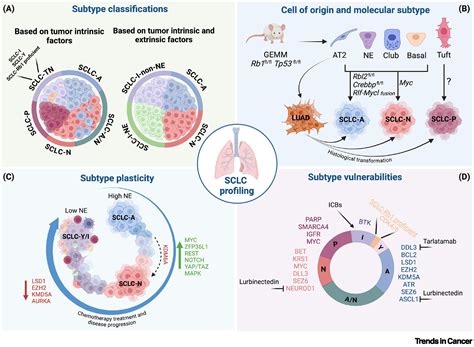 Small cell lung cancer profiling: an updated synthesis of subtypes, vulnerabilities, and ...