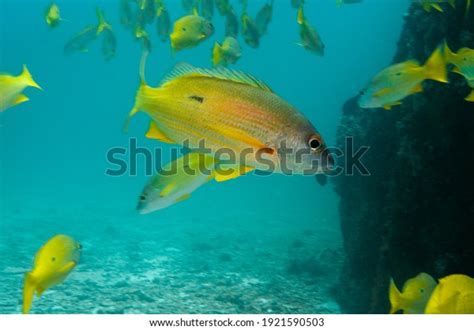 Image result for Sea Snapper