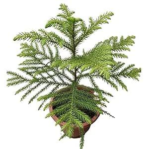 Creative Farmer Outdoor Ornamental Plants: Air Purifying Christmas Tree ...