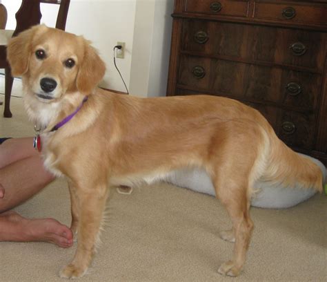 Der Mini Golden Retriever: Alles, was du wissen musst