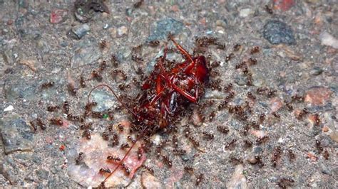 Image result for Large Cockroach Attack