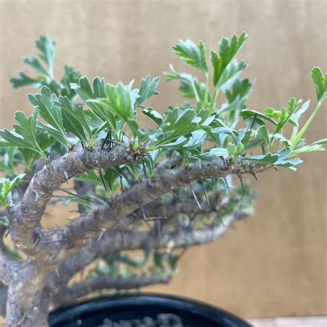 Sarcocaulon ciliatum【サルコカウロン・キリアツム】 | RIMO'S GREEN 【Saboten & Succulent】