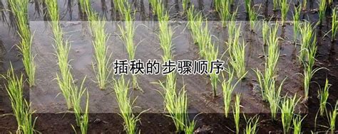 水稻优质高产第一步，选好品种，2022年各地水稻主导品种汇总_湖北粮协