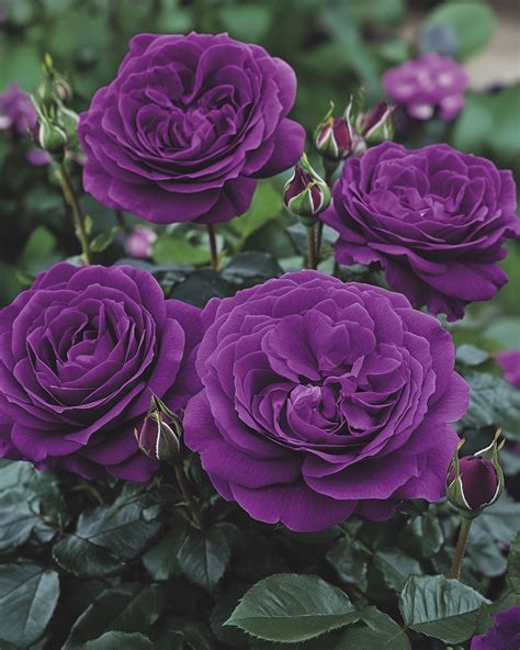 Image result for Flower Digram Using Turtle Python
