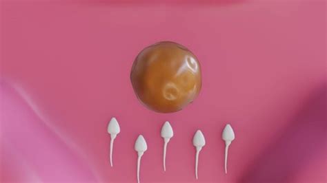 Image result for Human Reproduction Animation