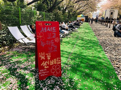Jinhae Cherry Blossom and Busan Tour - Klook India