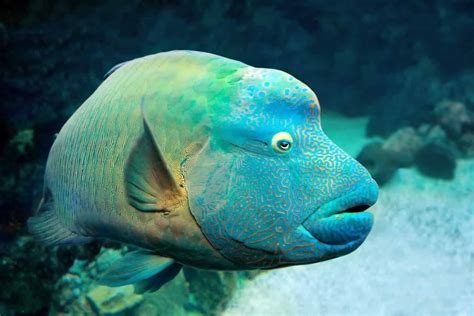 16 Amazing Fish with Big Foreheads (Must-See Photos!) - A-Z Animals