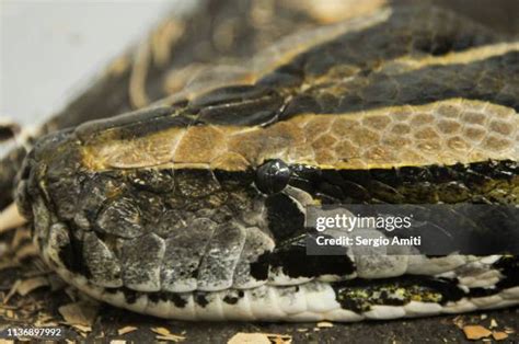 Image result for Burmese Python On Tree