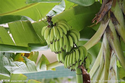 香蕉树摄影图__树木树叶_生物世界_摄影图库_昵图网nipic.com