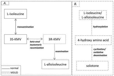 The Critical Role of the Branched Chain Amino Acids (BCAAs) Catabolism ...
